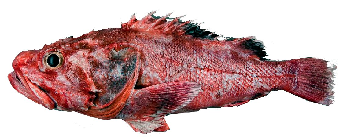 Trachyscorpia cristulata_04.jpg